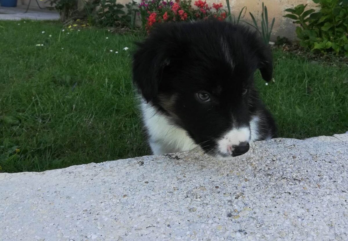 Rocket bébé, dans l'herbe