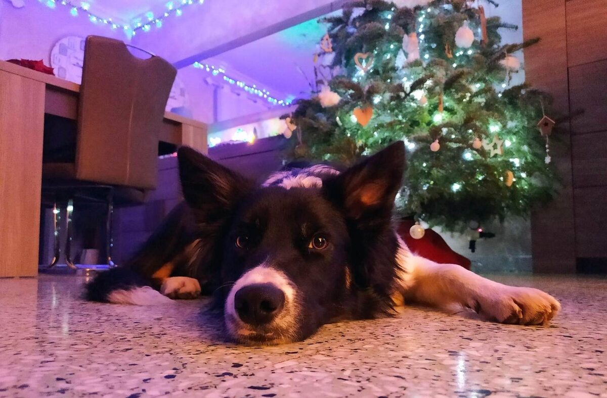 Rocket allongé au pied du sapin