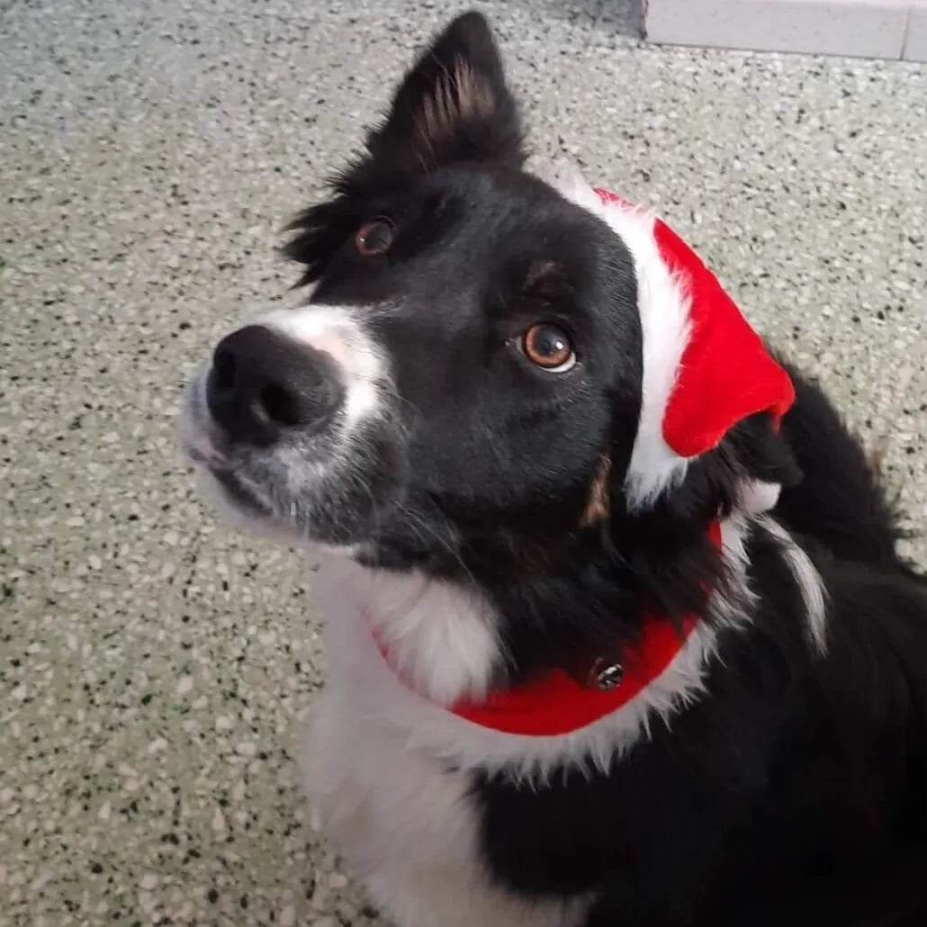 Rocket avec un bonnet de Noël